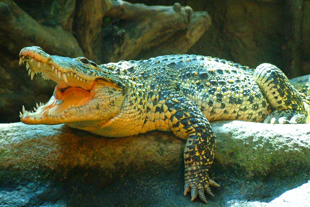 Cuban-Crocodile