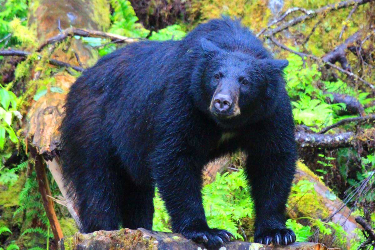 Formosan-Black-Bear