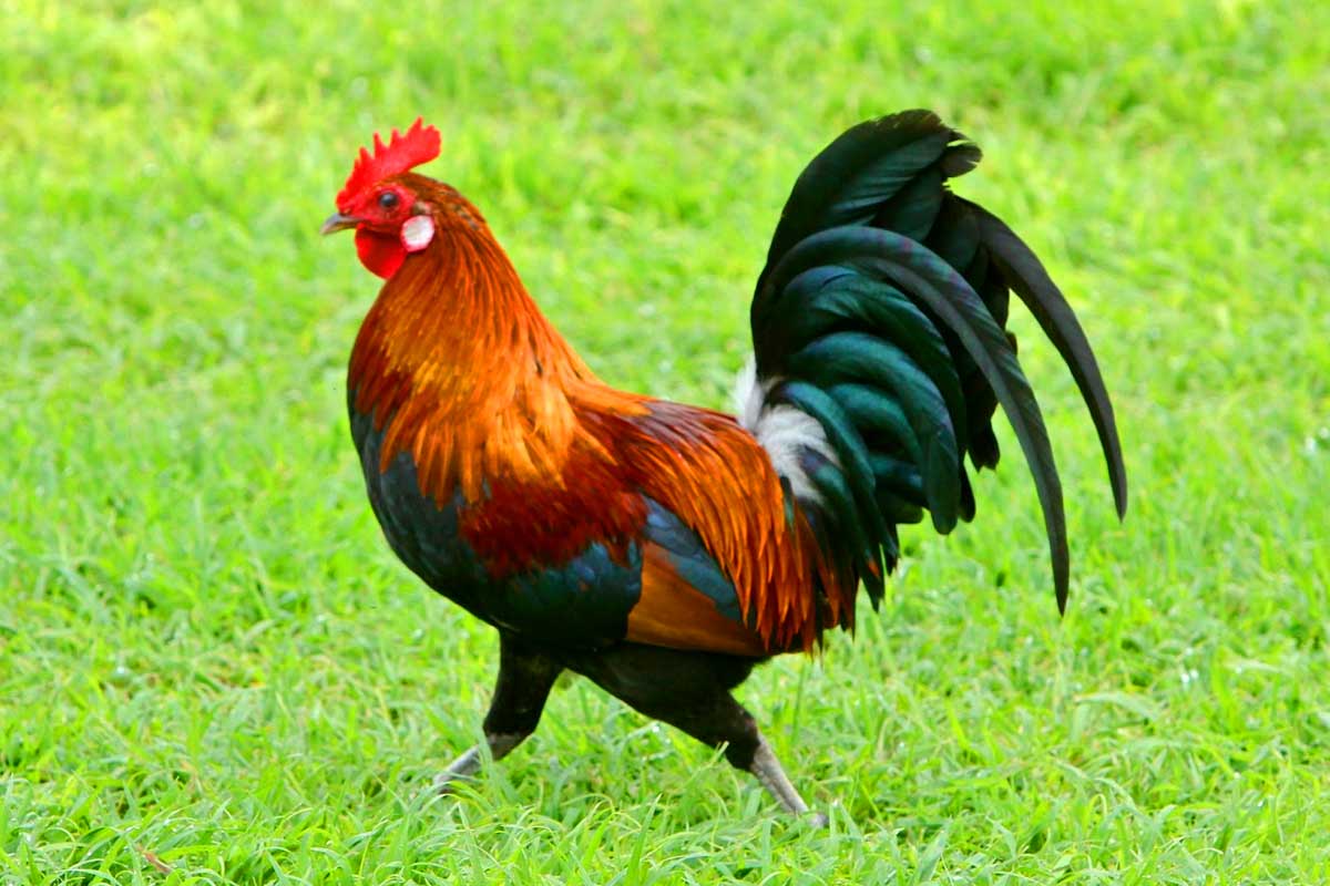 Gallic-rooster