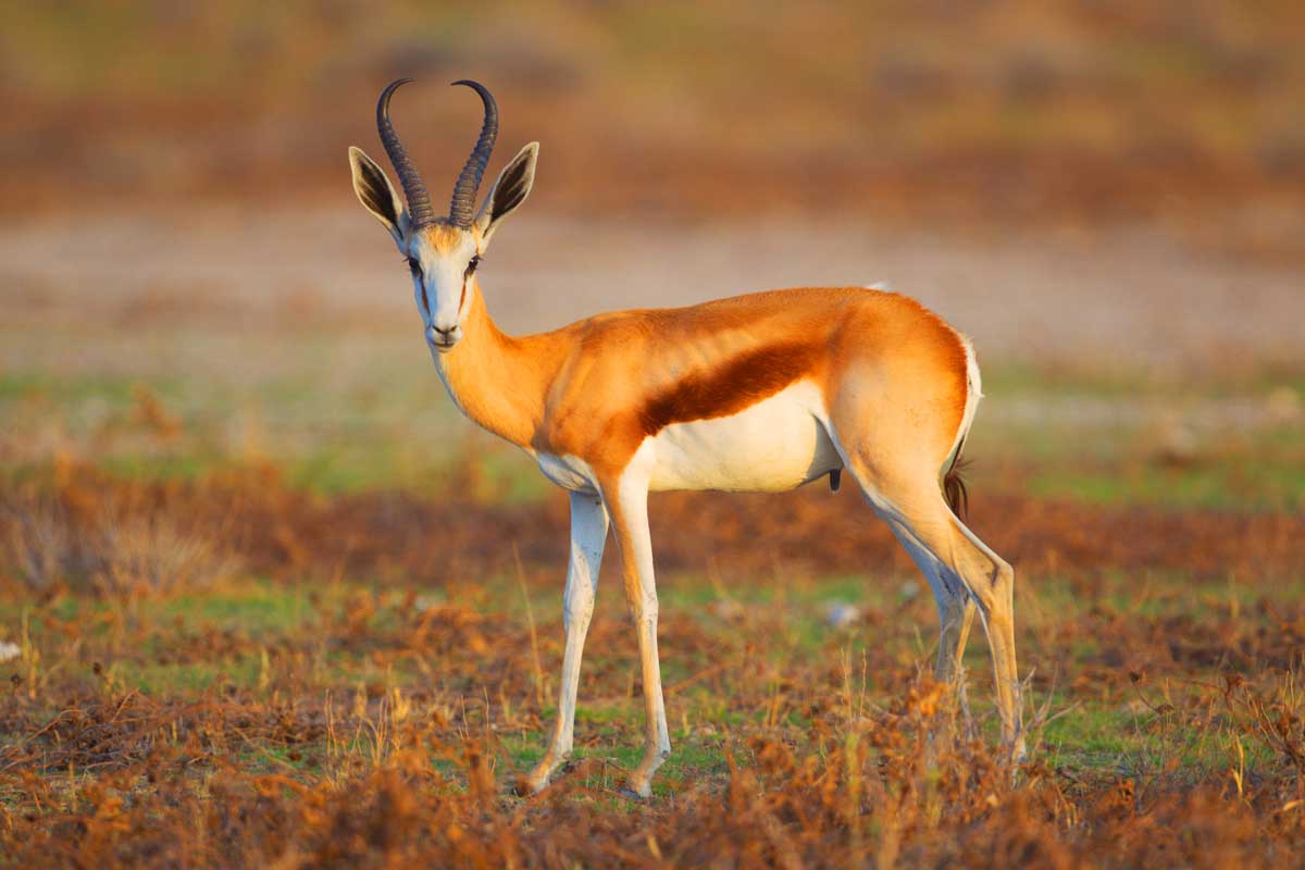 Springbok Antelope